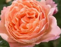 Роза `Belvedere`