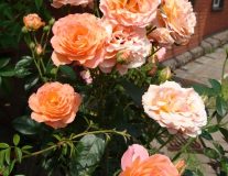 Роза `Бельведер``Belvedere`