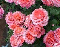 Роза `Институт Люмьер``Institut Lumiere`