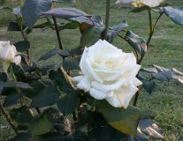 Роза `Боинг``Boeing`