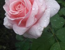 Роза `Фредерик Мистраль` `Frederic Mistral`