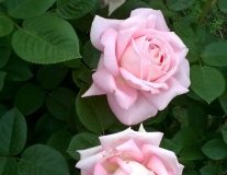 Роза `Эмейзинг Грейс``Amaizing Grace`