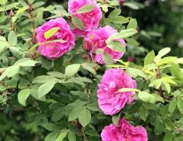 Роза канадская `Тереза Багнет``Therese Bugnet`