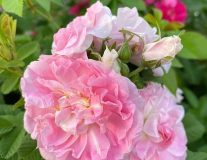 Роза канадская `Мартин Фробишер``Martin Frobisher`