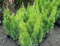 Туя западная `Смарагд``Smaragd`