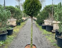 Туя западная `Смарагд``Smaragd`