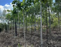 Вяз шершавый `Кампердоуни``Camperdownii`