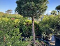 Сосна горная `Мопс``Mops`