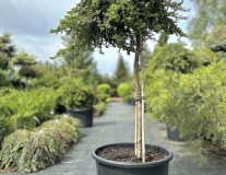 Можжевельник обыкновенный`Гринмантл` `Greenmantle`