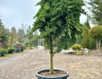 Можжевельник лежачий `Нана``Nana`