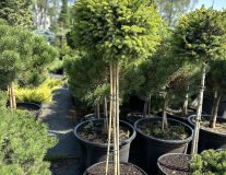 Ель сербская `Нана``Nana`