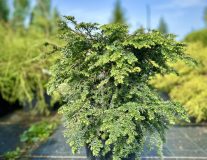 Тсуга канадская `Грин Глоб``Green Globe` - 60-80см, C15