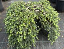 Тсуга канадская `Коле`с Прострейт``Cole's Prostrate` - 60-80см, C15