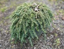 Тсуга канадская `Коле`с Прострейт``Cole's Prostrate` - 40-60см, C7.5