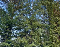 Псевдотсуга Мензиса