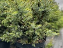 Ель сербская `Нана``Nana`