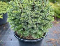 Ель ситхинская `Тенас` `Tenas`