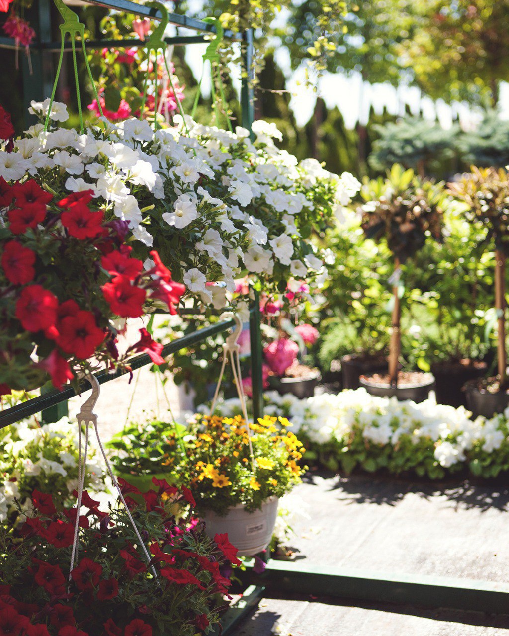 Однолетние цветы и овощная рассада