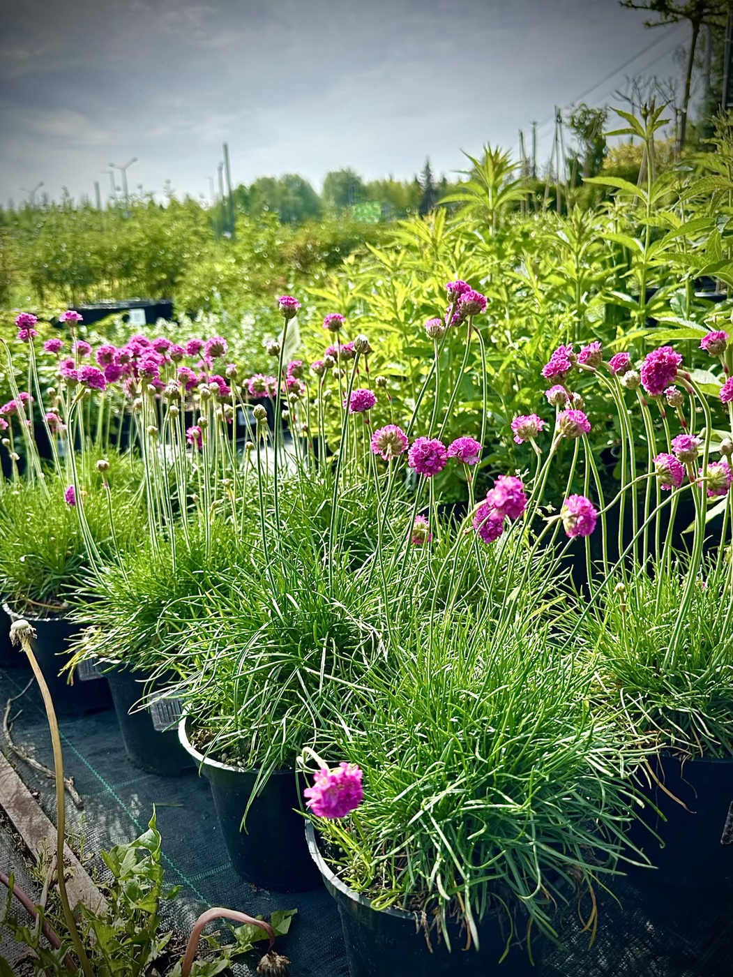 Многолетние травы и цветы