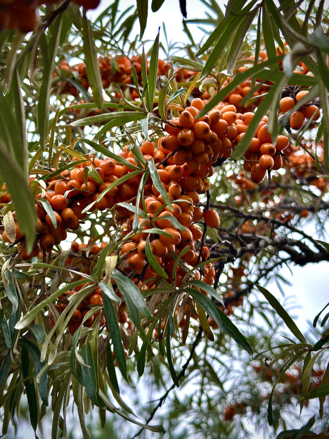 Плодовые деревья и кустарники