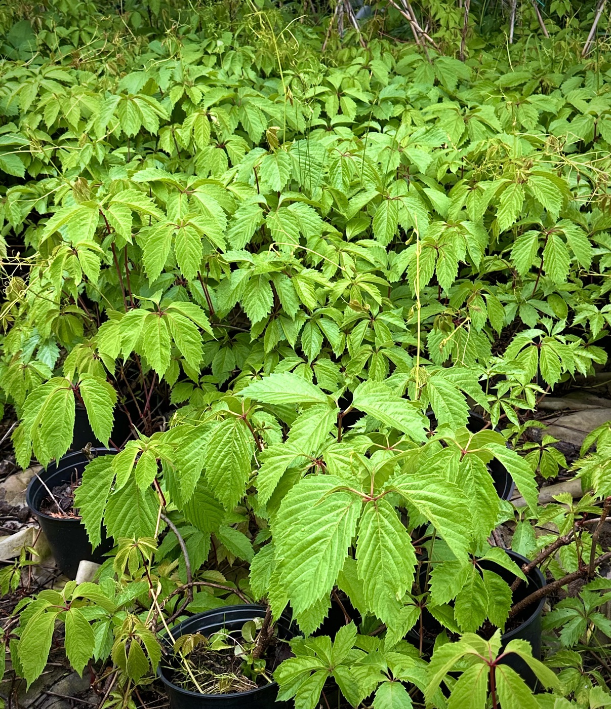 Девичий виноград