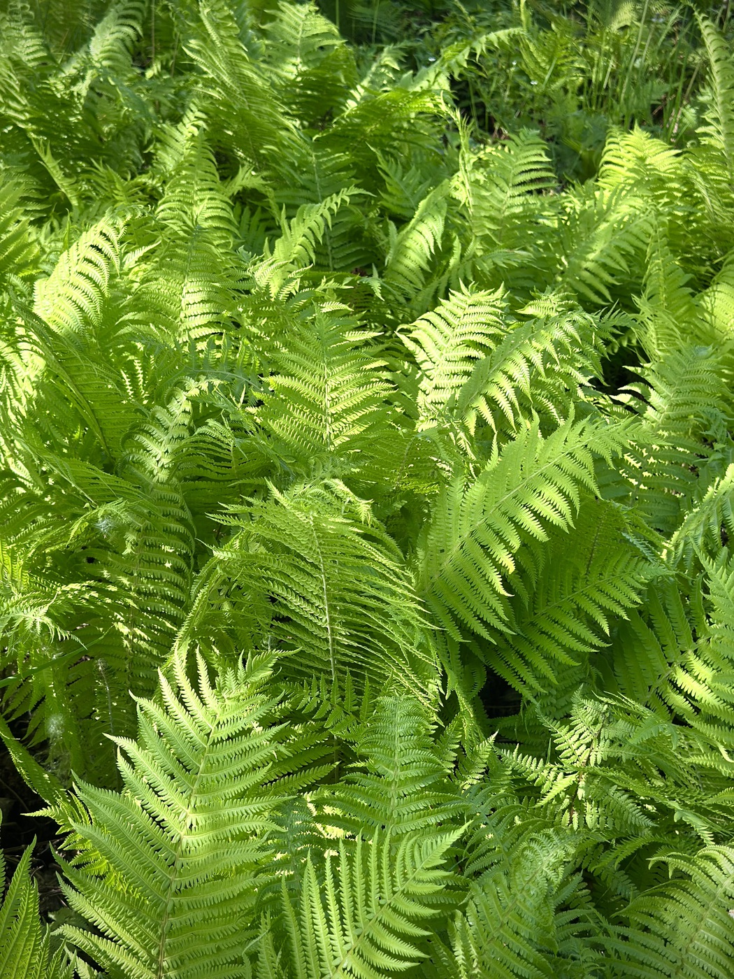 Папоротник