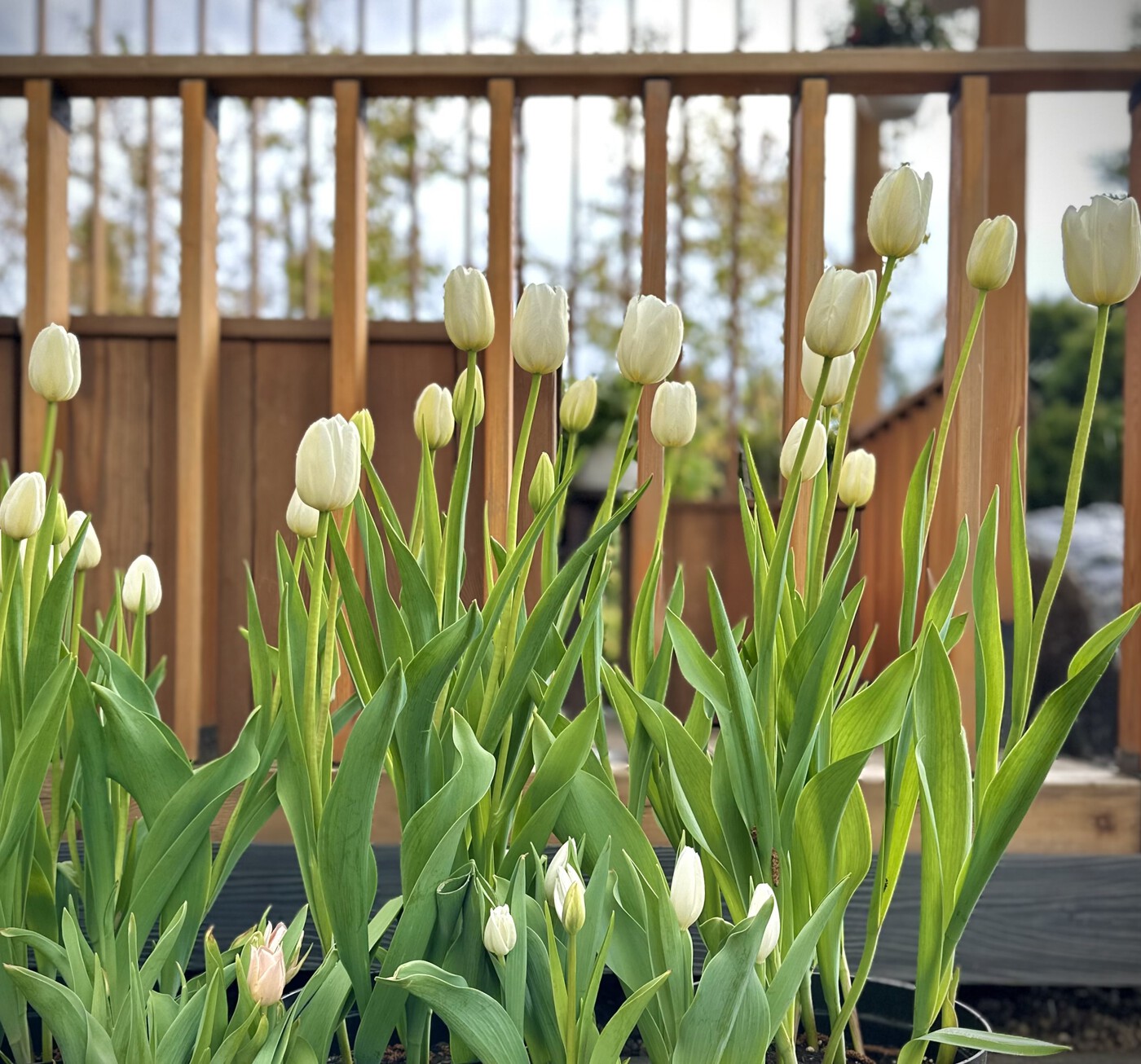 Луковичные