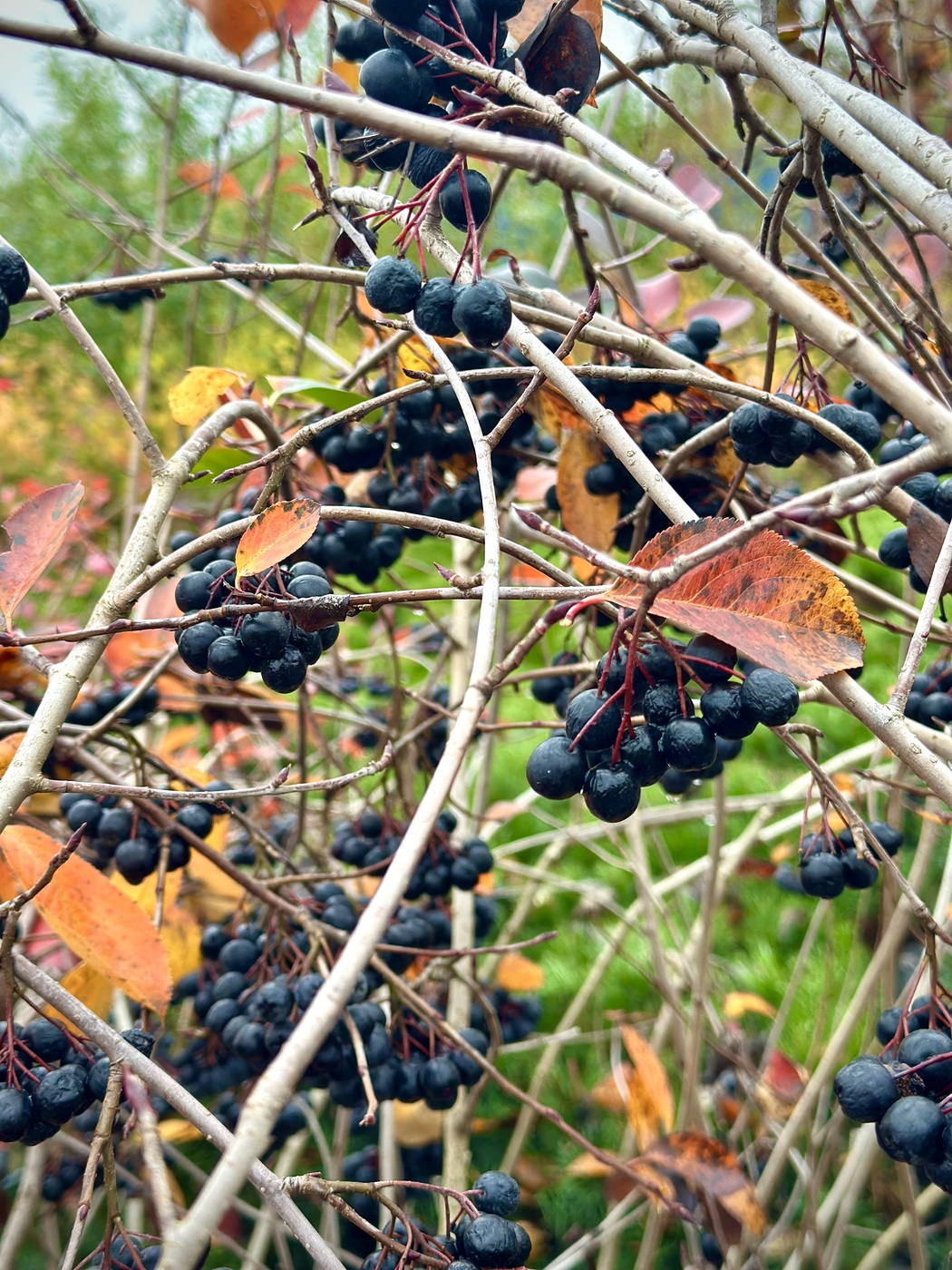 Рябина плодовая