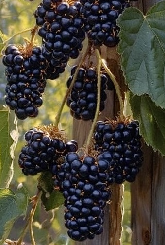 Виноград