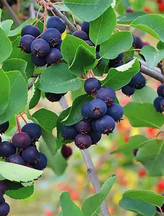 Ирга ольхолистная