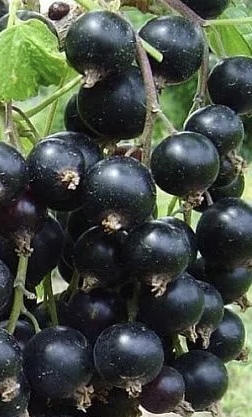 Смородина черная