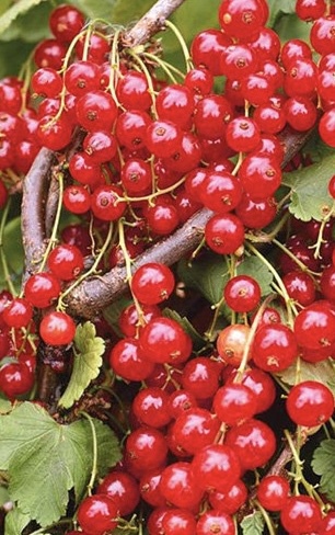 Смородина красная