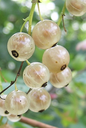 Смородина белая