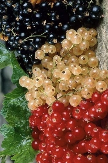 Смородина в ассортименте