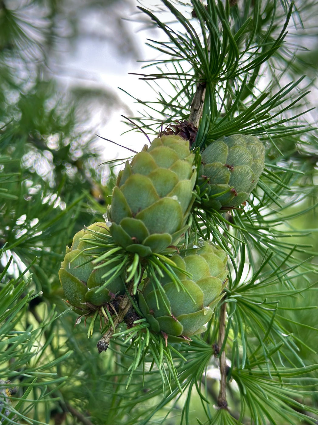 Лиственница