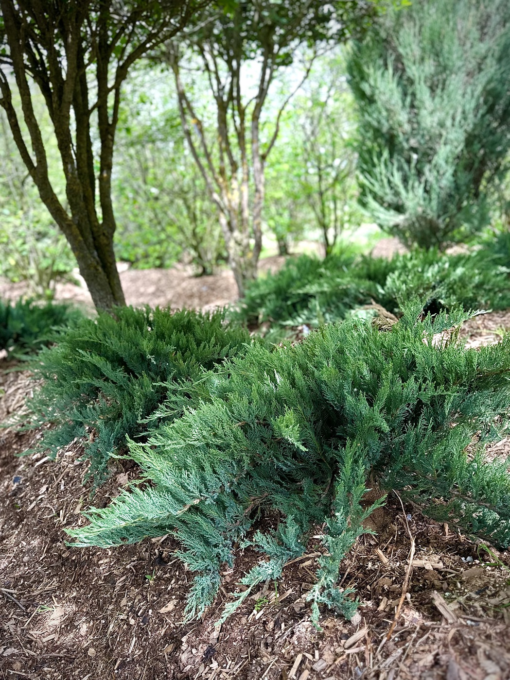 Можжевельник