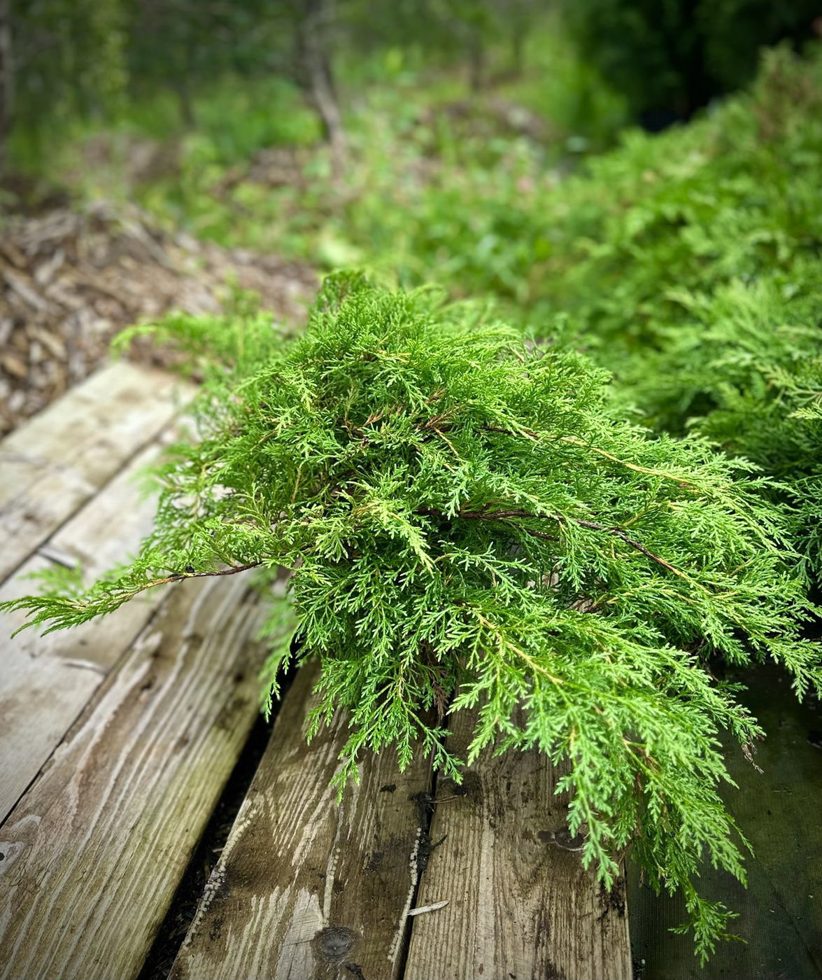 Микробиота