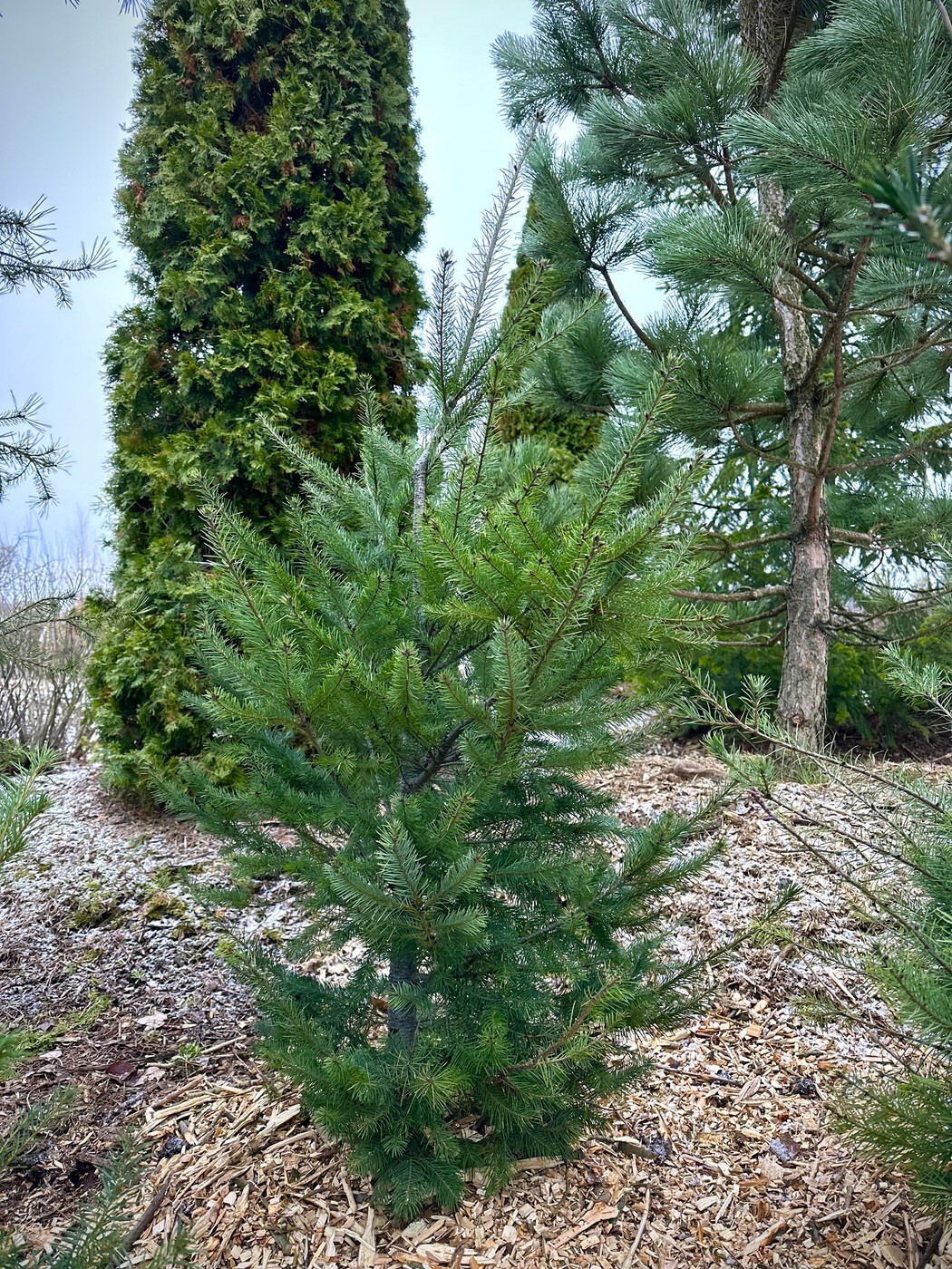 Псевдотсуга