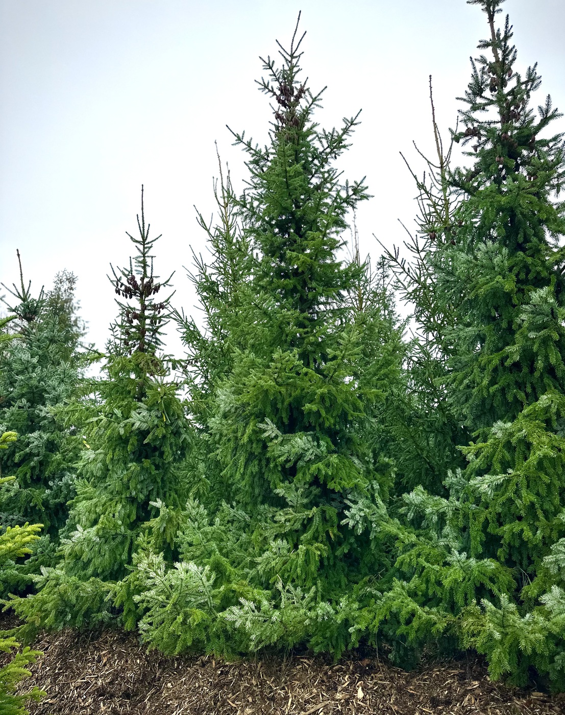 Ель сербская