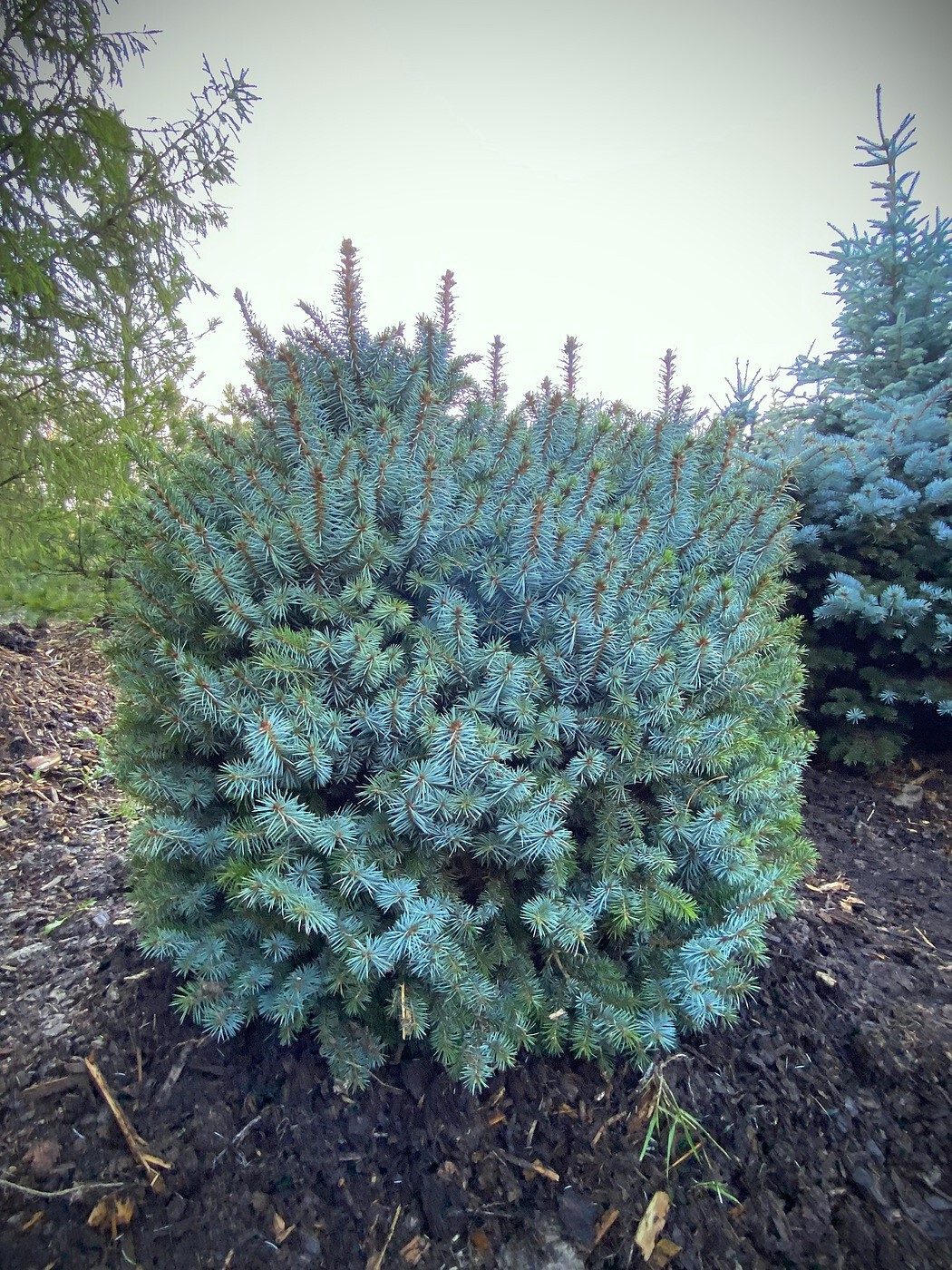 Ель ситхинская