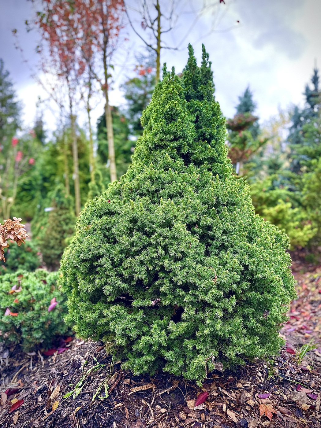 Ель канадская