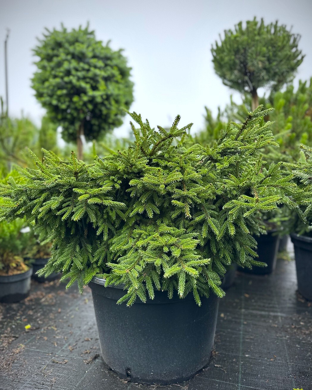 Ель восточная