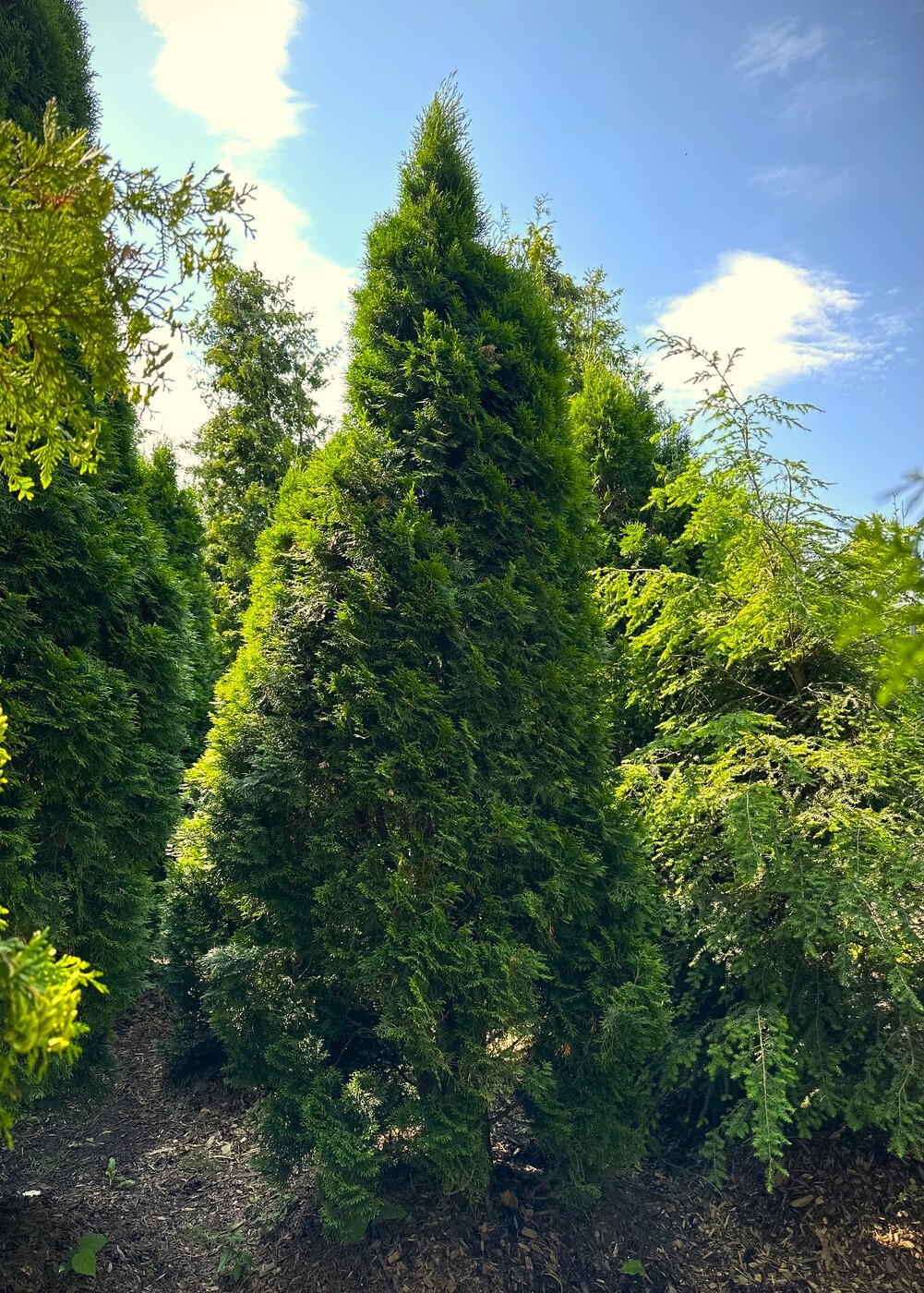 Туя Смарагд (Smaragd) западная