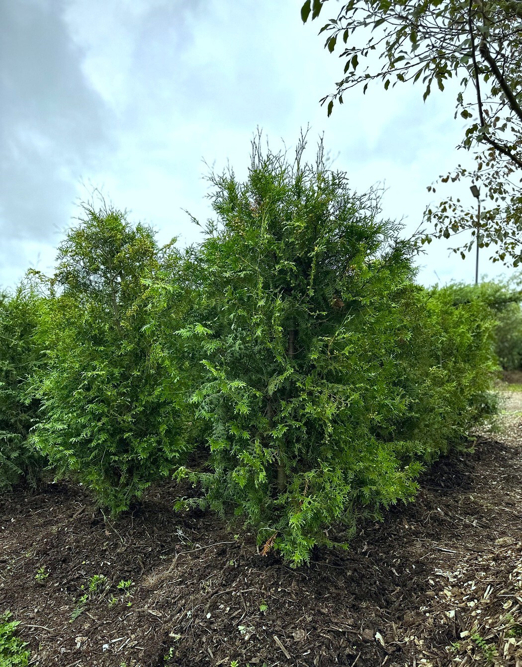 Туя Брабант (Brabant) западная