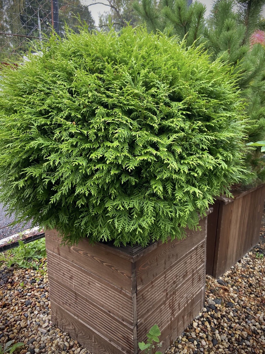 Туя Вудварди (Woodwardii) западная