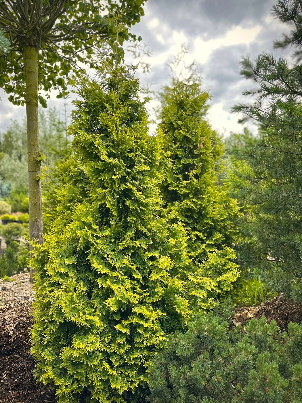 Туя Европа Голд (Europe Gold) западная