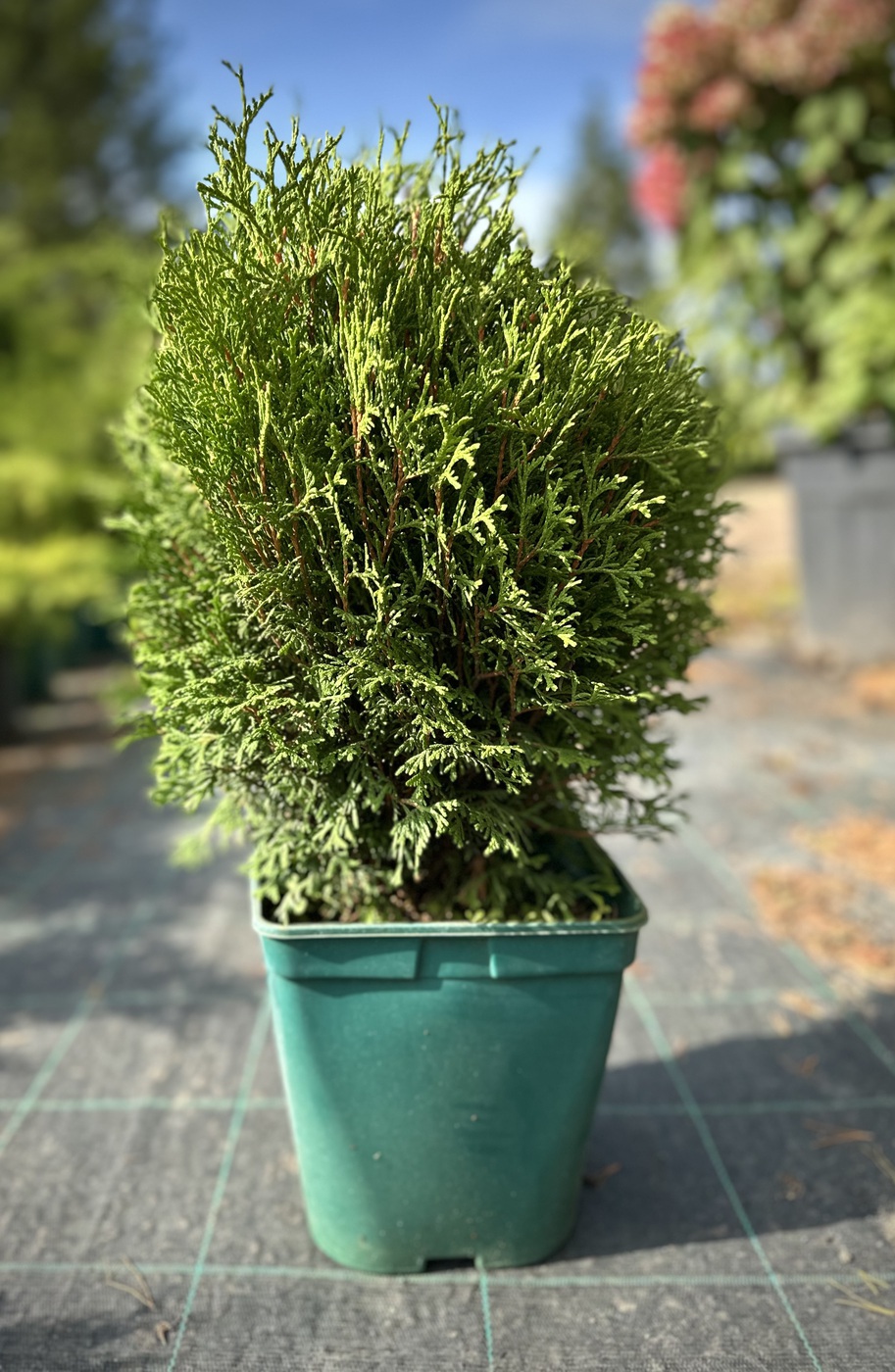 Туя Тини Тим (Tiny Tim) западная