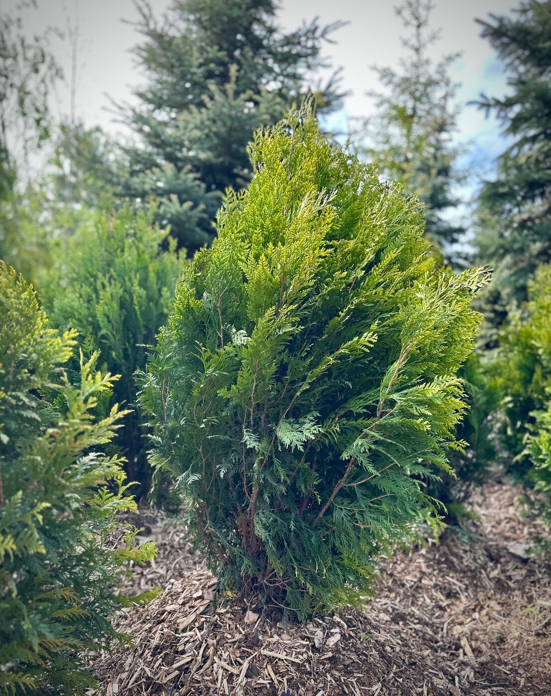 Туя Корник (Kornik) складчатая