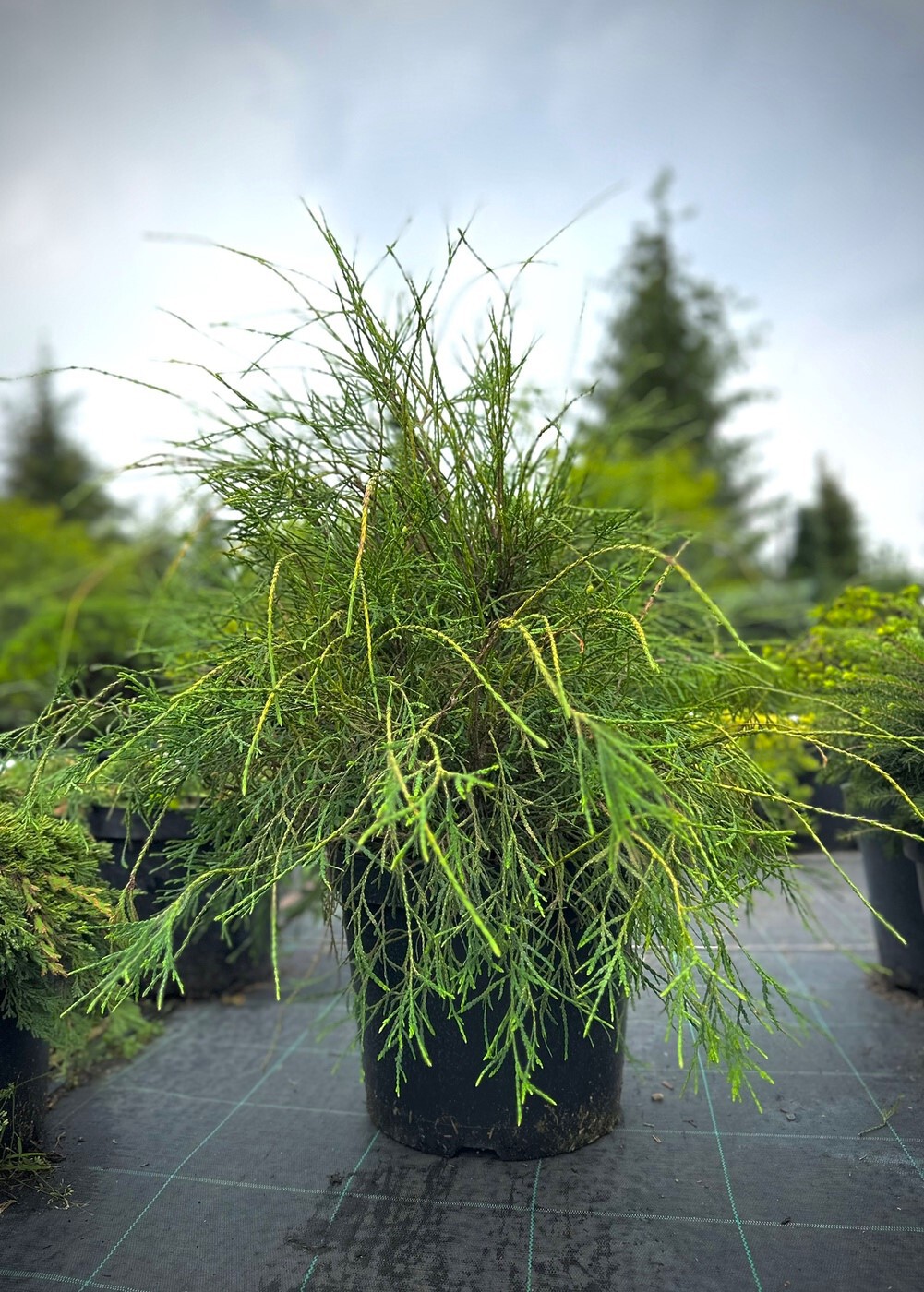 Туя Випкорд (Whipcord) складчатая