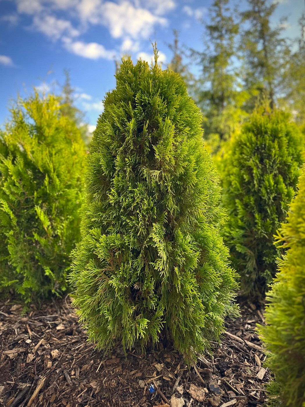 Туя Голден Смарагд (Golden Smaragd) западная